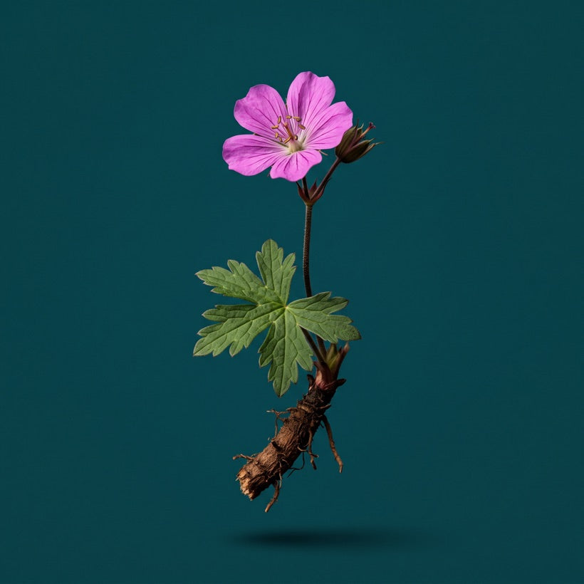 Cranesbill